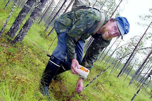 Jalostettua hillakauppaa. Hillamestari Jouko Hernetkoski poimii myyntiin menevät marjat suoraan rasiaan.
