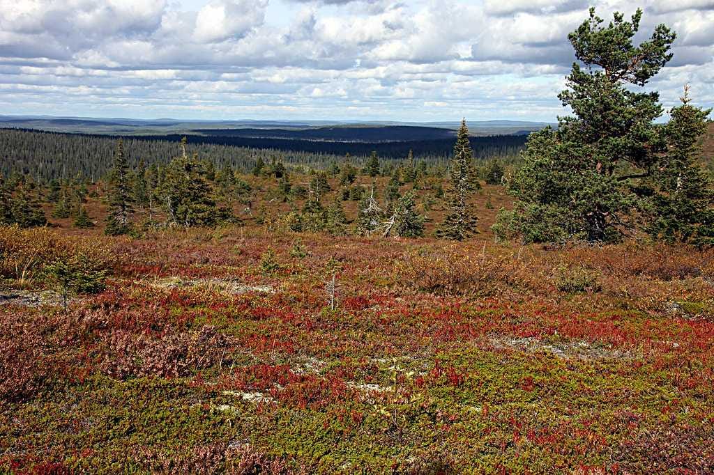 Kuivuuden vuoksi koivut ovat alkaneet paikoitellen kellastua tänä syksynä etuajassa ja niiltä jää puuttumaan kirkkain hehku.