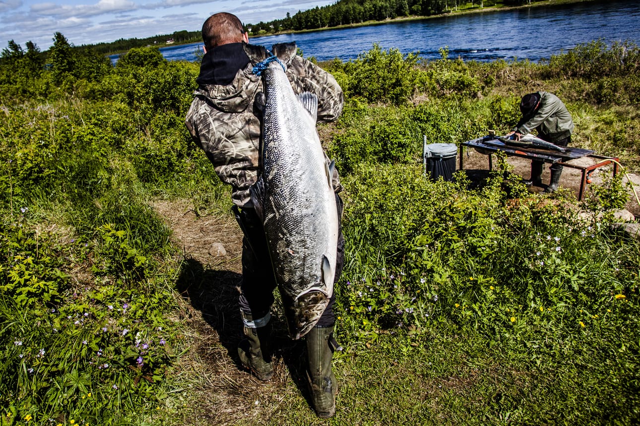 Jarmo Juotasniemi kanteli Tornionjoella perattavaksi 17-kiloista lohta juhannuksen tienoilla ennätysvuonna 2014.