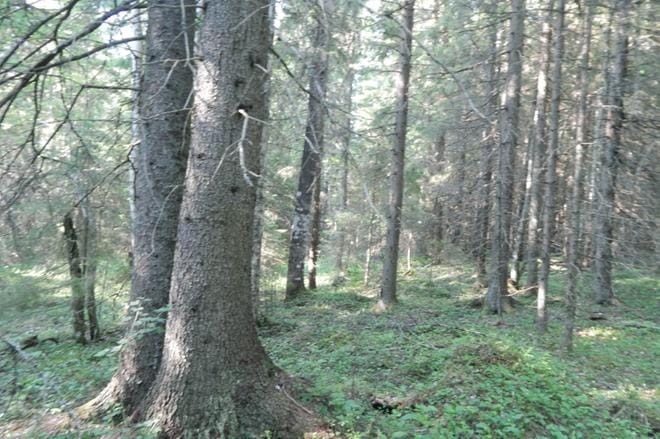 Puun hinnat ovat säilyneet kohtuullisen hyvällä tasolla myös vuodenvaihteen yli, ja puukauppaa on käyty tasaiseen tahtiin. ARKISTOKUVA: JARMO VACKLIN