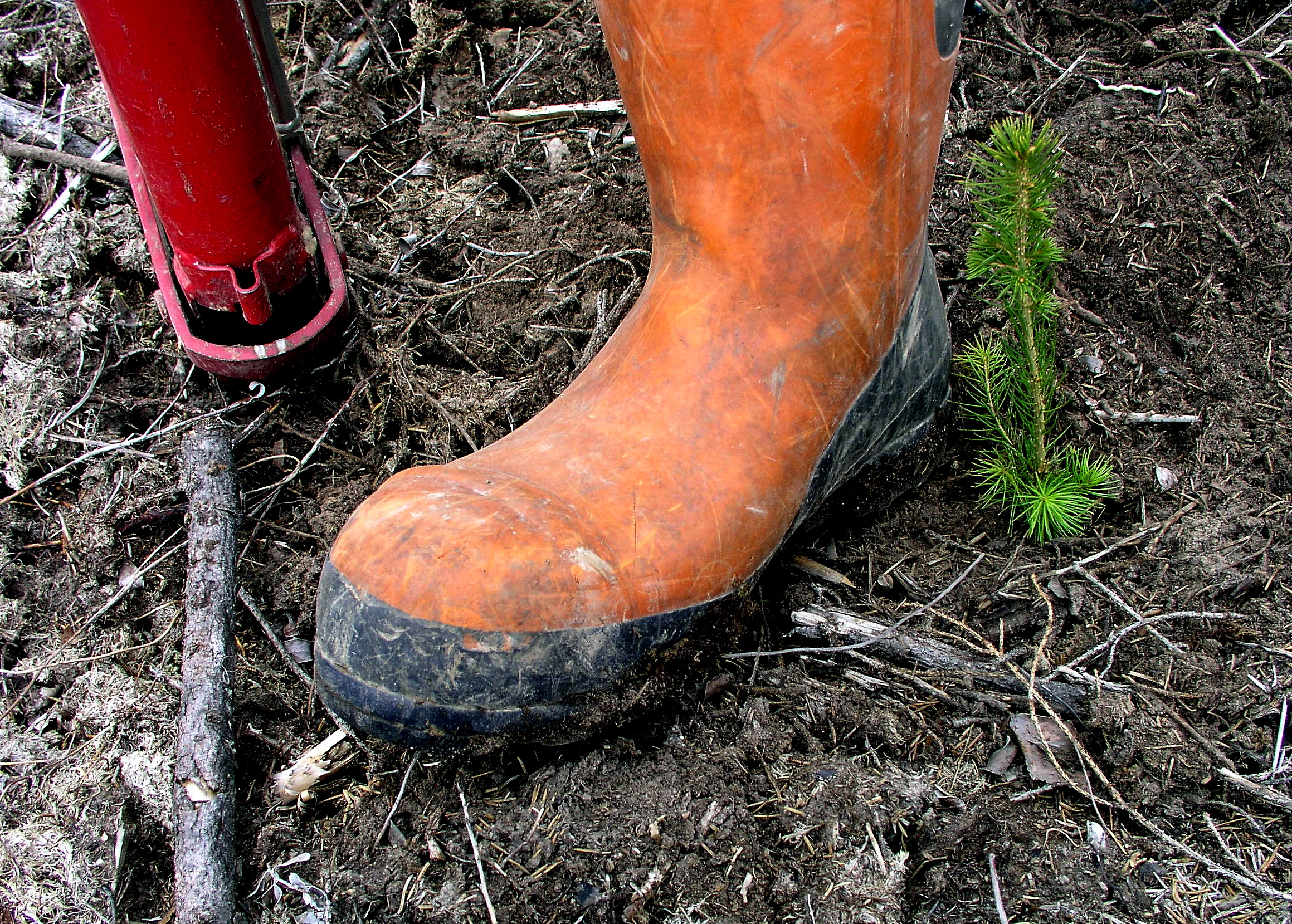 Metsänhoidon laatu ei ole kaikkialla kuin yhdestä puusta – "Pohjanmaalla metsikkökuviot ovat ehkä rikkonaisempia kuin muualla, mikä voi vaikuttaa työn jälkeen"