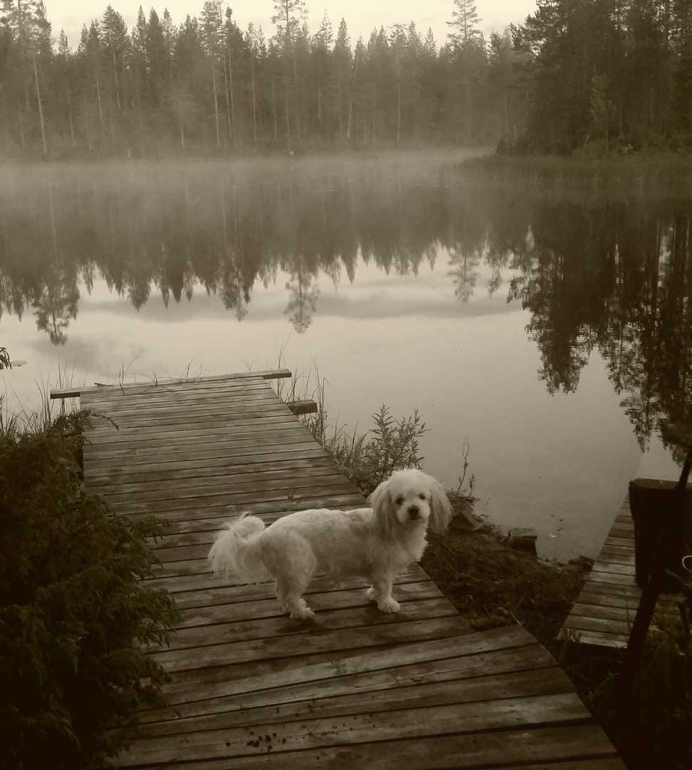Aikainen aamu. Posion Rytinkijärvellä ikuistettiin yksi tämän kesän aamuista 19. heinäkuuta.