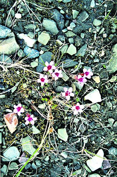 Sinirikko kasvaa Huippuvuorten soraisilla rannoilla, Suomessa   vain Enontekiöllä sekä Utsjoen Tenolla ja Kevolla.