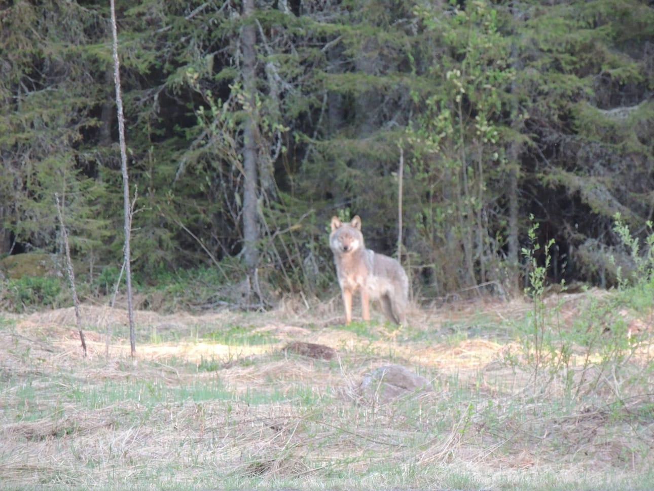 Tea Lumijärvi miettii, miten kauan susi oli seissyt pihalla ennen kuin Miisu-kissa havahdutti suden paikallaoloon.