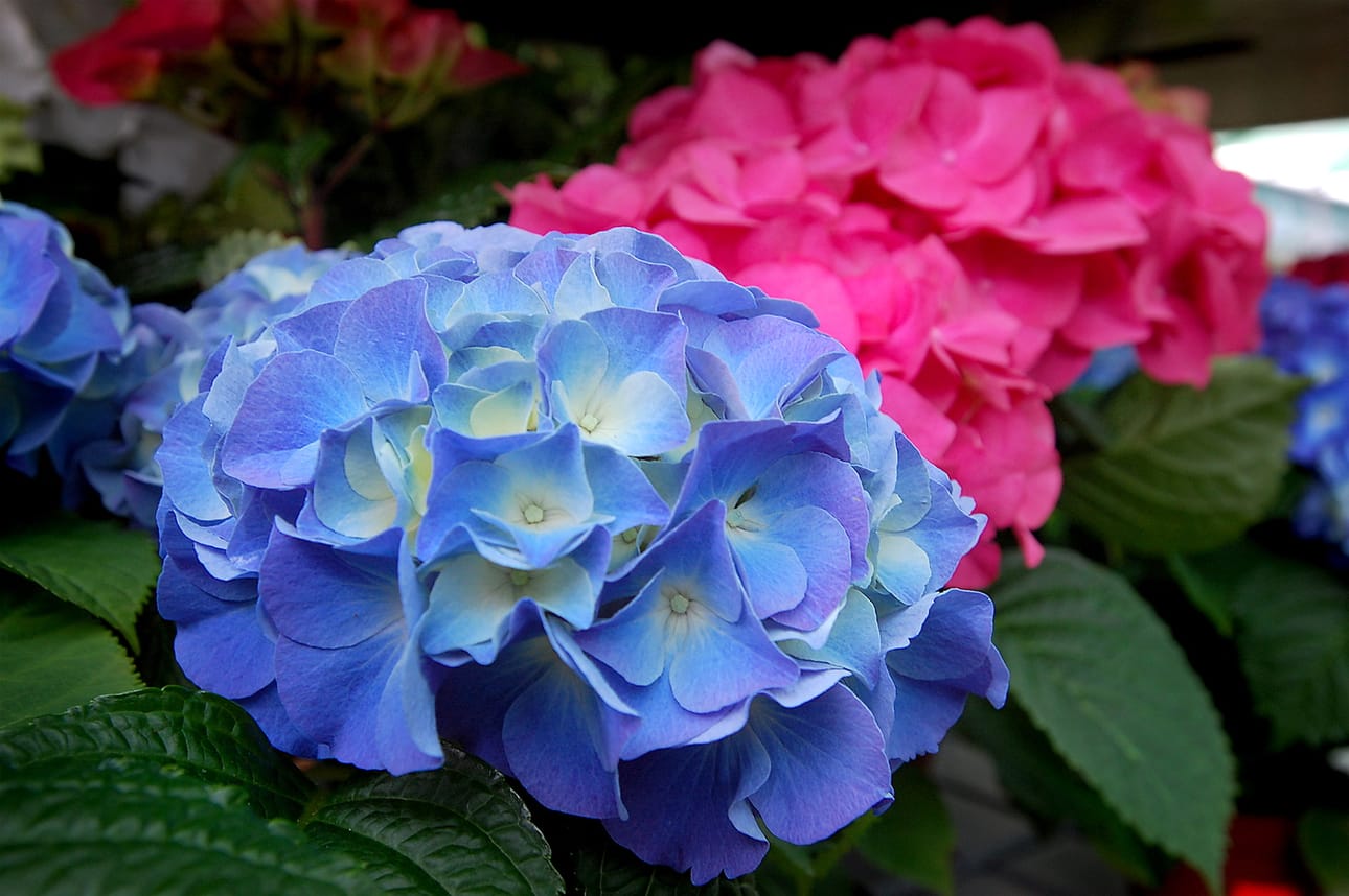 Näyttävä terassihortensia on suosittu äitienpäivälahjakukka. Kun sitä muistaa kastella tarpeeksi, hortensia kukkii pakkaisiin saakka. Hortensian väri usein muuttuu kasvukauden aikana.