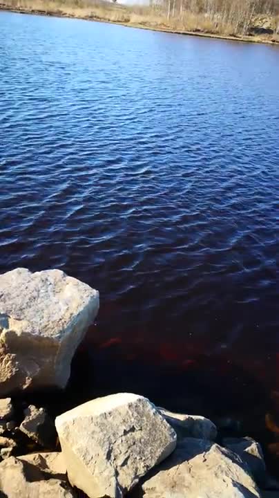 Kalastaja bongasi hylkeen Toppilansalmessa