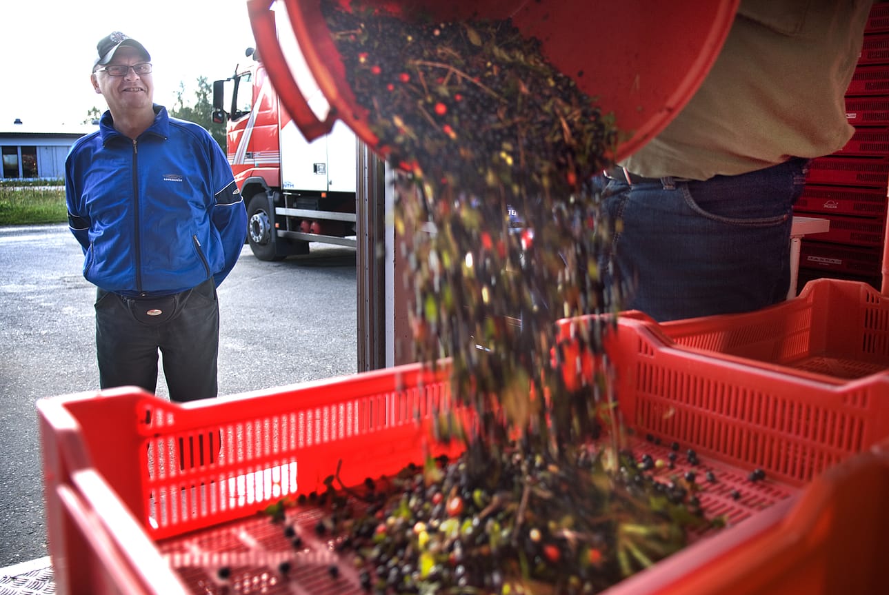 Marjanpoiminta on katoava kansalaistaito. Yhä harvempi suomalainen poimii marjoja tienatakseen lisätuloja.
