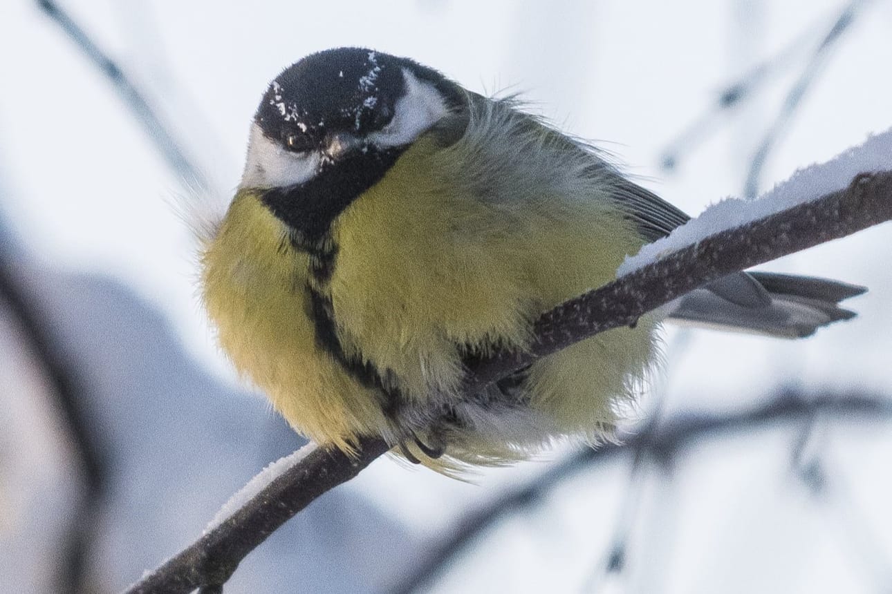 Talitiainen on ollut muita tiaisia varovaisempi tulemaan ottamaan ruokaa Pekka Väisäsen kädestä. Kuvituskuva.