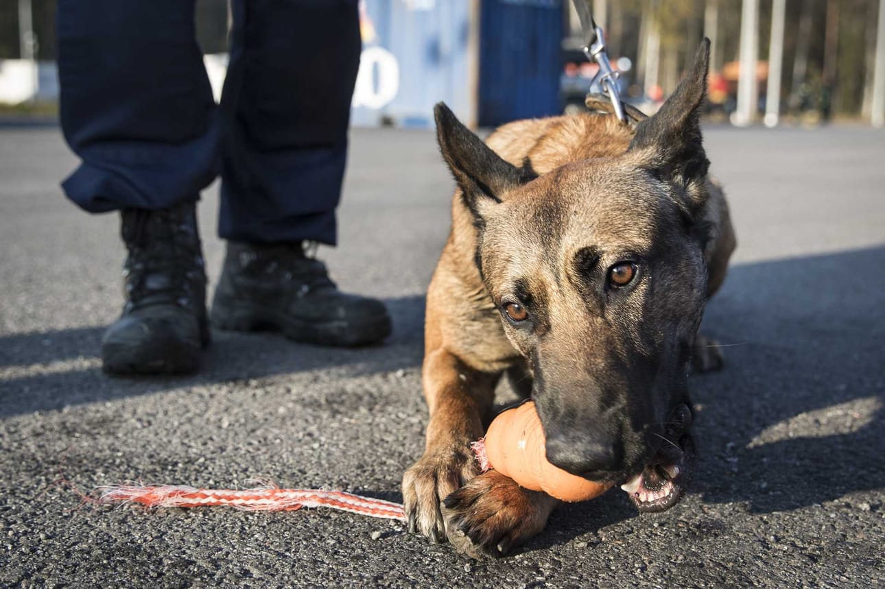 Poliisikoirista on ollut iso apu poliisille eksyneiden hillastajien etsinnässä.