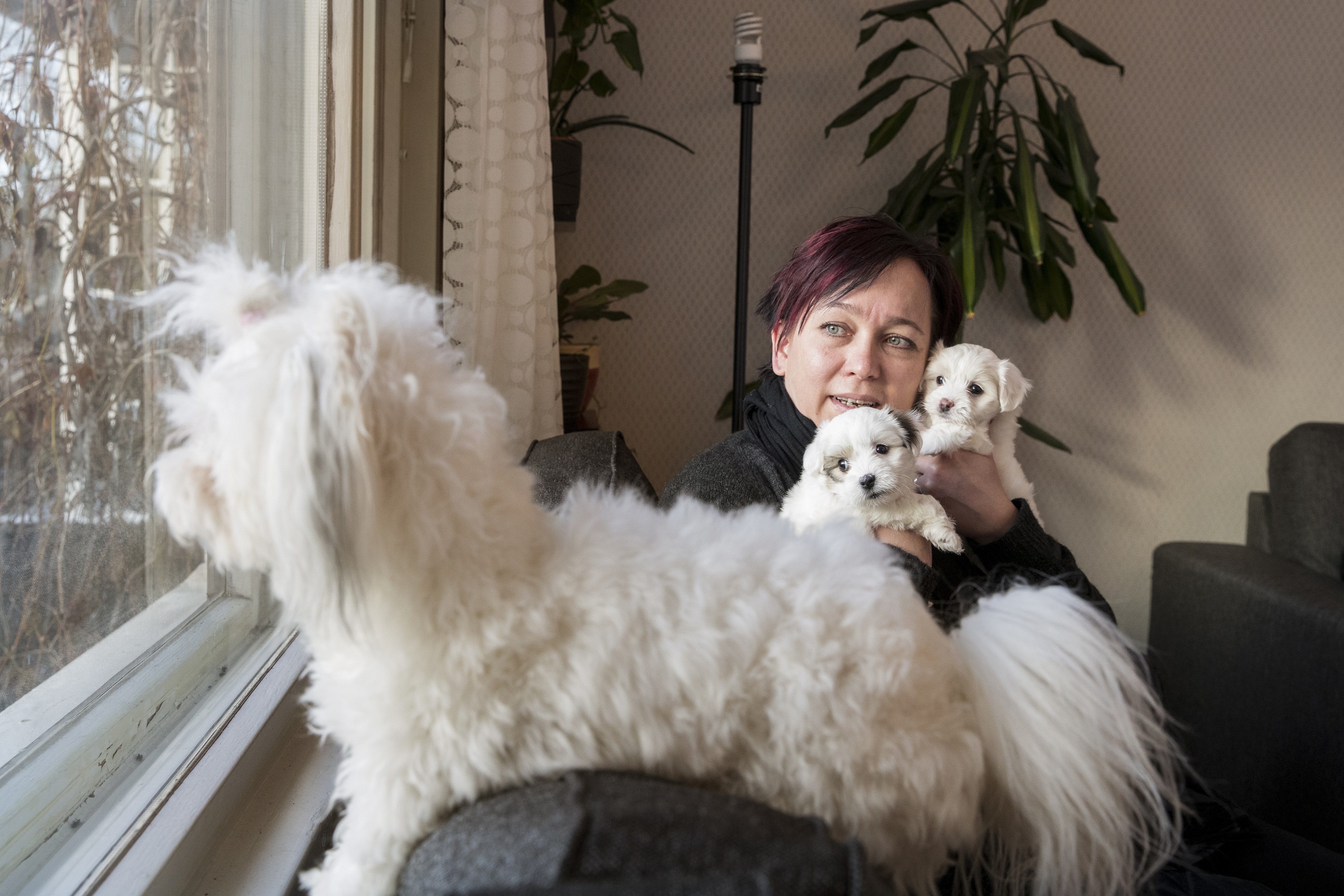 Essi Valle on erittäin allerginen, mutta coton de tuléar  -koirarotu sopii hänelle. Niitä hänellä on viisi. Viisiviikkoiset pennut Hiltonin Hilda ja Hulda saavat vapaasti nuolla vaikka hänen kasvojaan.