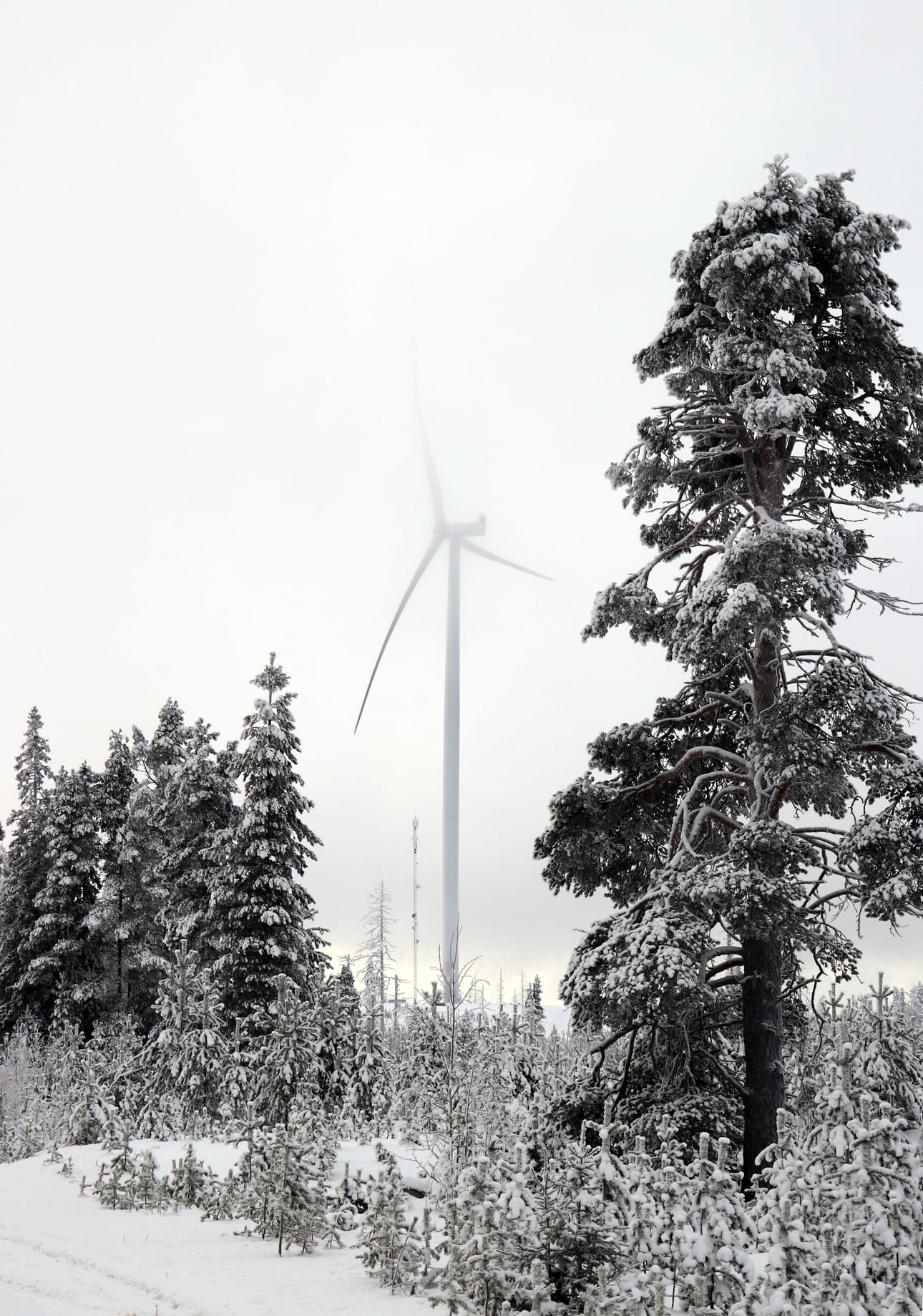 Ympäristöasiantuntijan tehtävänä on muun muassa toimia yhdessä tuulivoimahankkeiden kanssa.