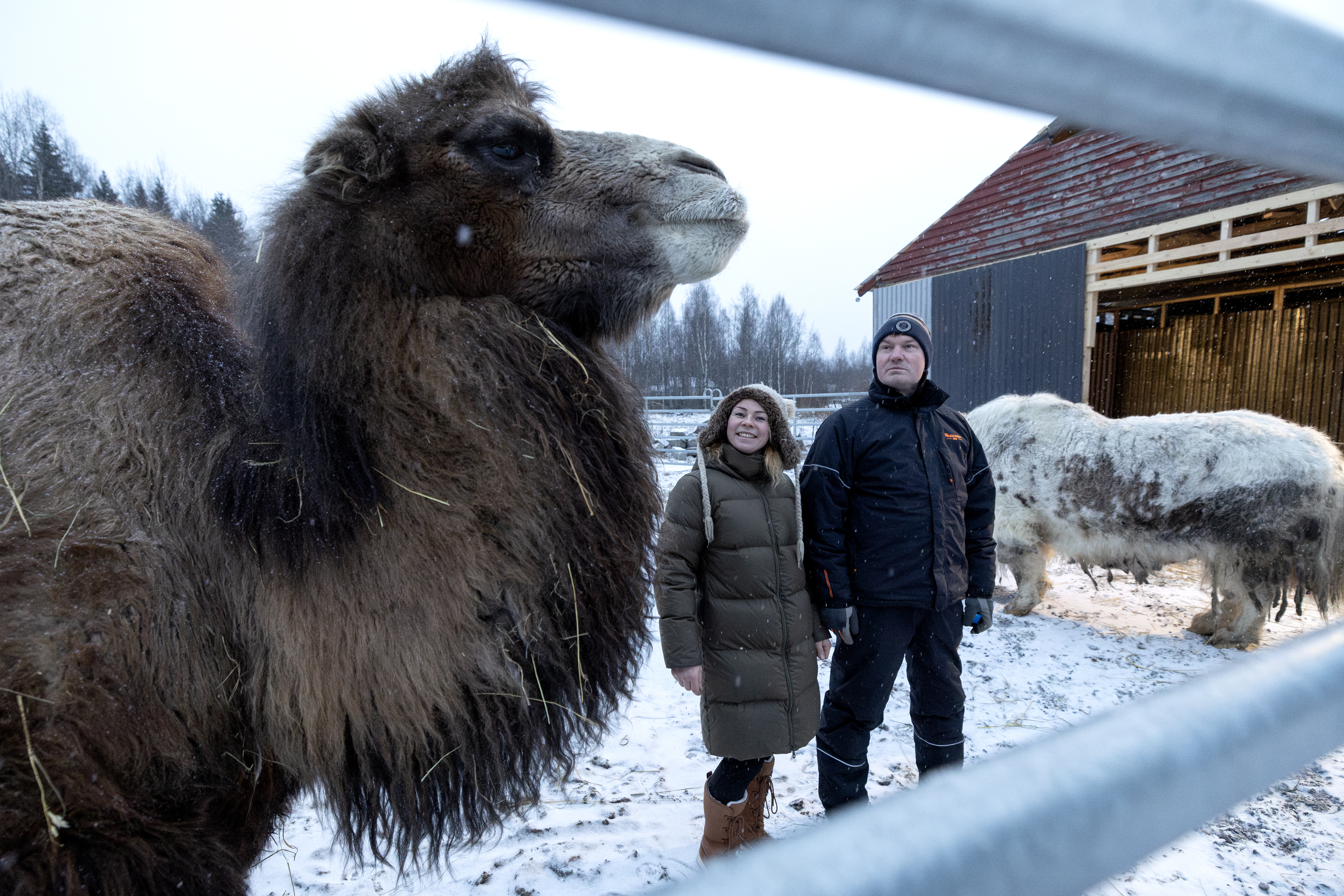 Kameli ja laamat muuttivat Haukiputaalle – Uusi eläinpuisto laajenee ympärivuotiseksi