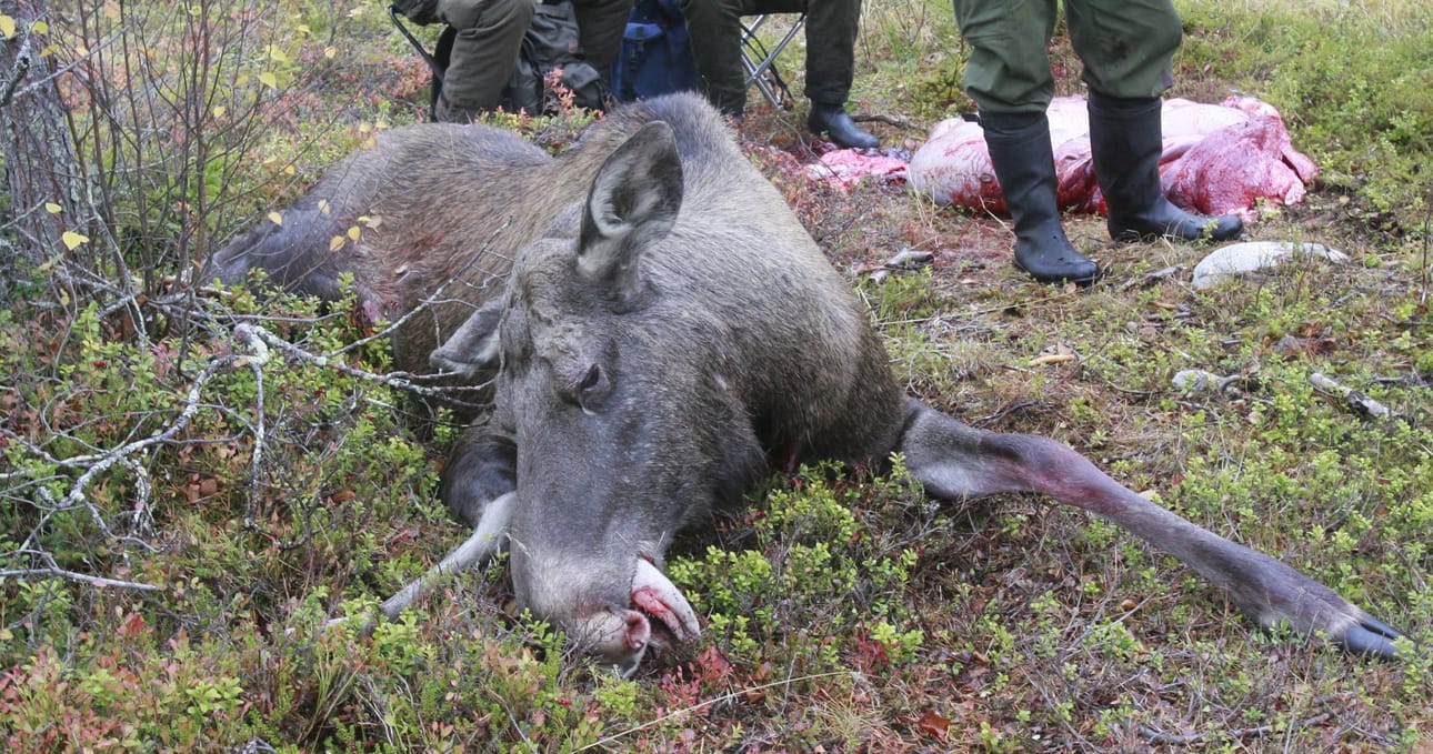 Tähän asti ajavan koiran säkäkorkeus on saanut olla korkeintaan 28 senttimetriä. Nyt mittaa ollaan nostamassa 39 senttiin. Myös hirvenmetsästykseen suunnitellaan uudistusta, jonka myötä eläimen saisi kaataa jousella.