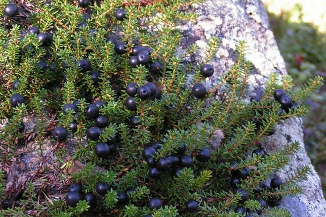 Oululaistutkijat löysivät variksenmarjasta proteiinin pätkän, joka pystyy tuhoamaan mikrobeja.