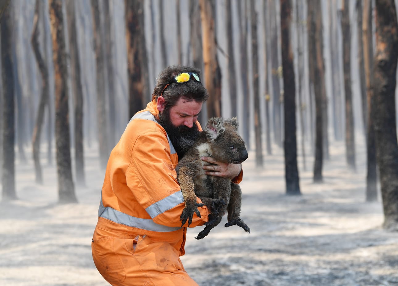 Kangaroo Island Etelä-Australiassa ei välttynyt maastopaloilta. Simon Adamczyk piti tammikuun alussa sylissään palavasta metsästä pelastamaansa koalaa.
