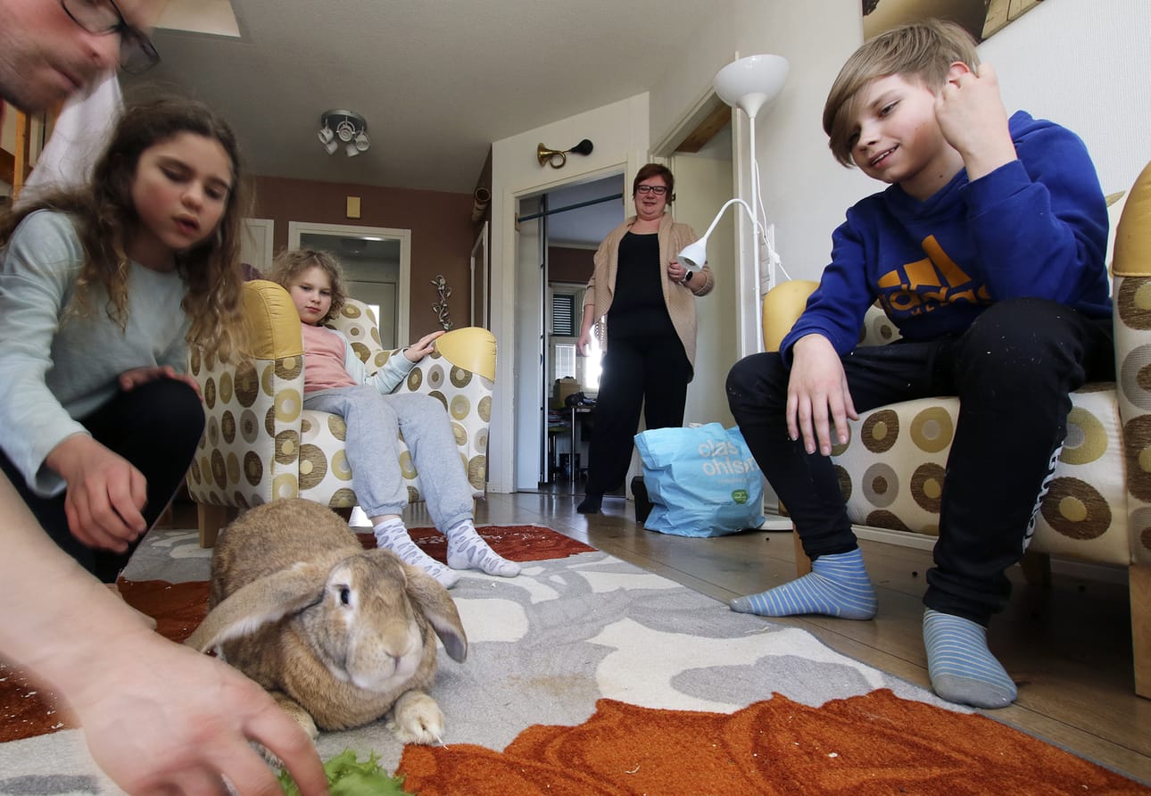 Nipsu on kaniperheen suurin yksilö. Painoa sillä on seitsemän kiloa. Mahtaakohan se olla Kempeleen suurin kani?