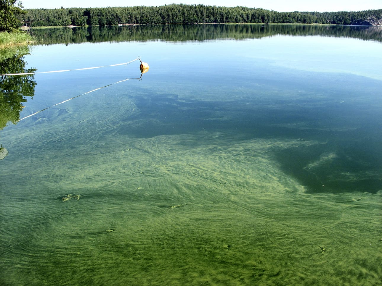 Eri arvioiden mukaan noin puolet sinileväkukinnoista on myrkyllisiä. Syanobakteerilajeja on useita, joten ne myös tuottavat erilaisia myrkkyjä. Arkistokuva.