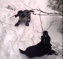 Mihin se paju katosi? Hau!