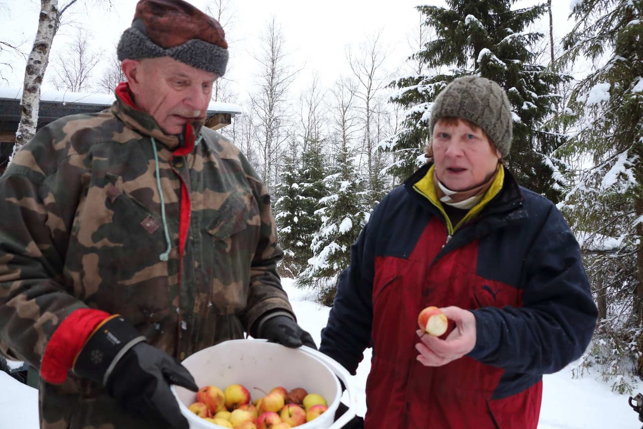 Tänä vuonna omenapuut antoivat niin runsaan sadon, että siitä riittää myös metsän asukkaille, Risto ja Kirsti Vesakoski kertovat.
