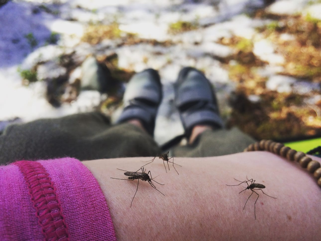 Koramo ehti ottaa sääskistä kuvan.