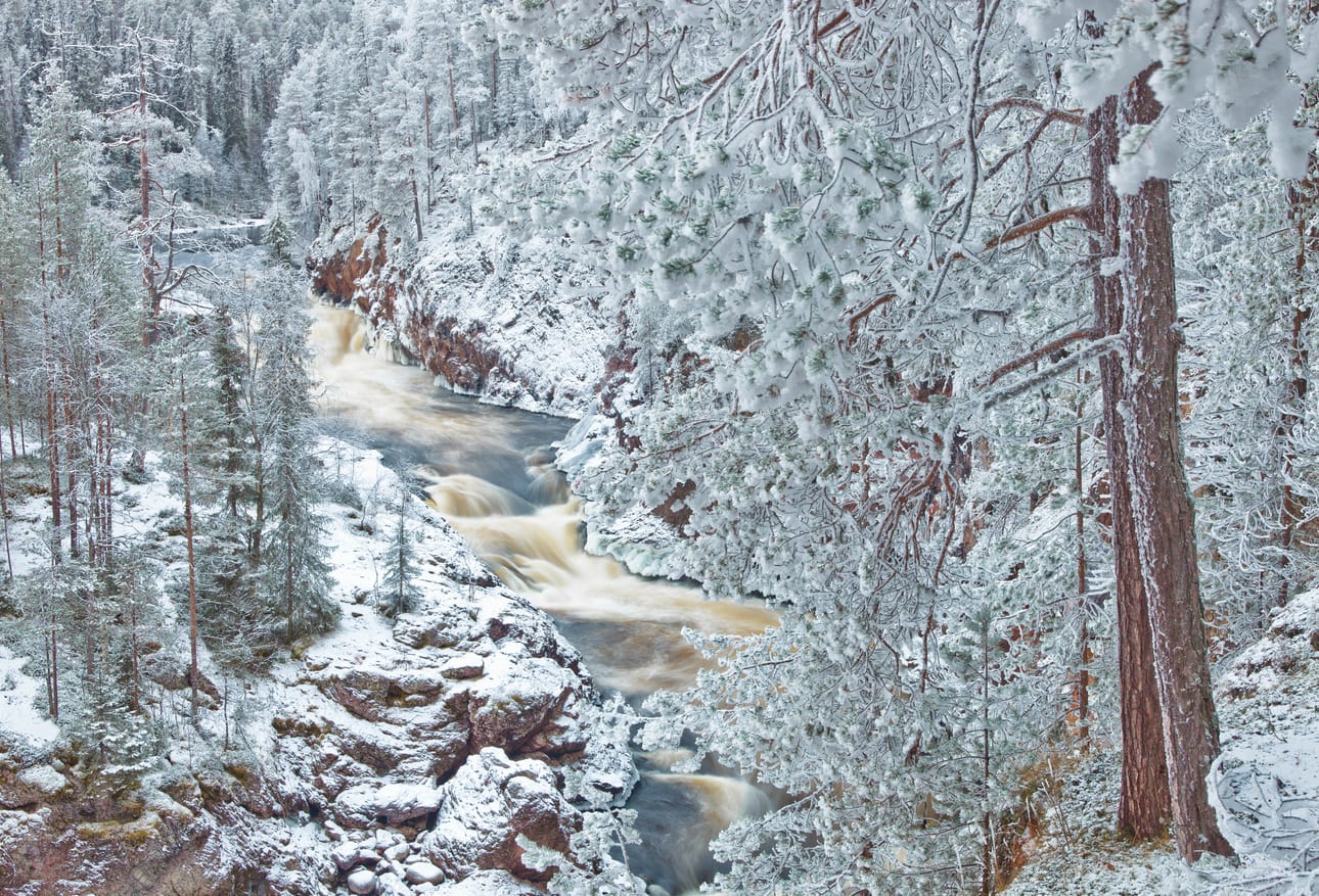 Paras Kuusamossa otettu kuva: Marraskuun köngäs