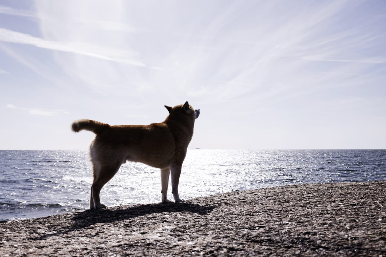 Rekisteriin on tähän mennessä ilmoitettu vasta noin kymmenen prosenttia kaikista koirista. Suomessa on arviolta 800 000 koiraa.