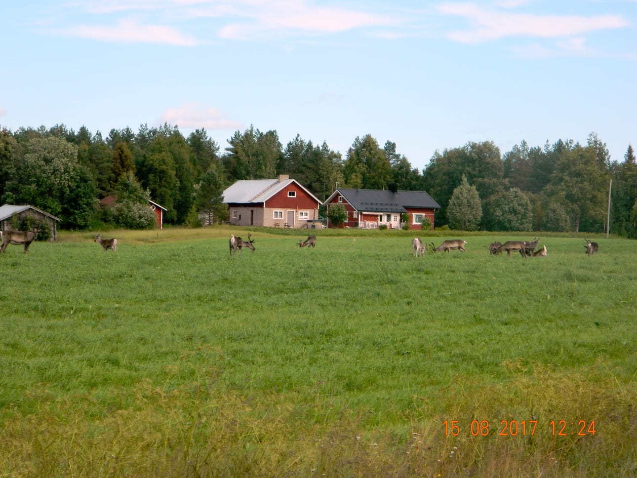 Posion Lehtiniemessä 15. elokuuta otetussa kuvassa 11 poroa on pellolla syömässä heinää.