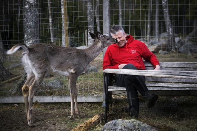 Markku Harjulla on nyt hoidettavana toistakymmentä eläintä. Viivi-kauris tuli Sastamalasta. Sen emo hukkui kalaverkkoon. KUVAT: JARNO PELLINEN