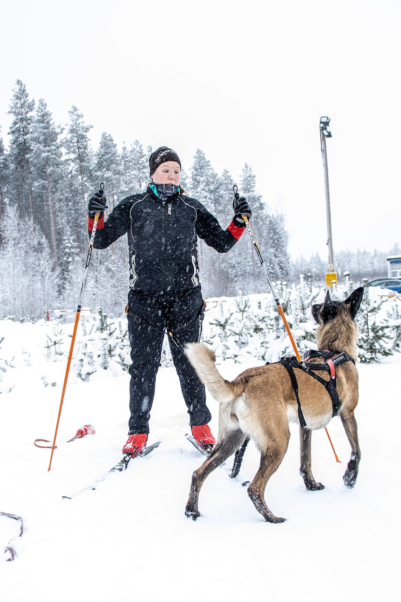 Minttu Mantere ja Ipana käyvät usein koirahiihtämässä. Ipanalla on paljon energiaa, jonka purkamiseen koirahiihto on hyvä keino.