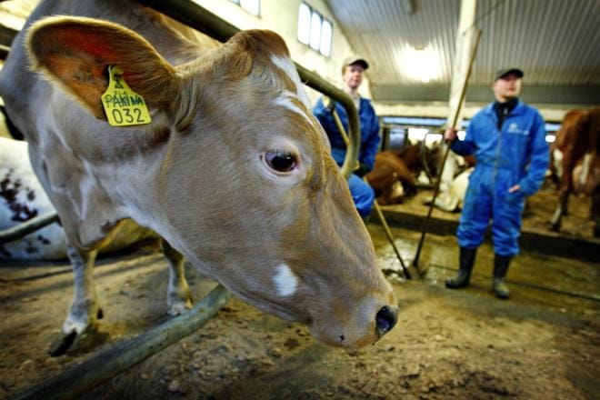 Kurikka tuottaa eniten maitoa Suomessa. Maitoa tuotettiin yhteensä 55 620 720 litraa, joka tarkoittaa reilua 10 litraa jokaista suomalaista kohti. Kuva Jenni Latva