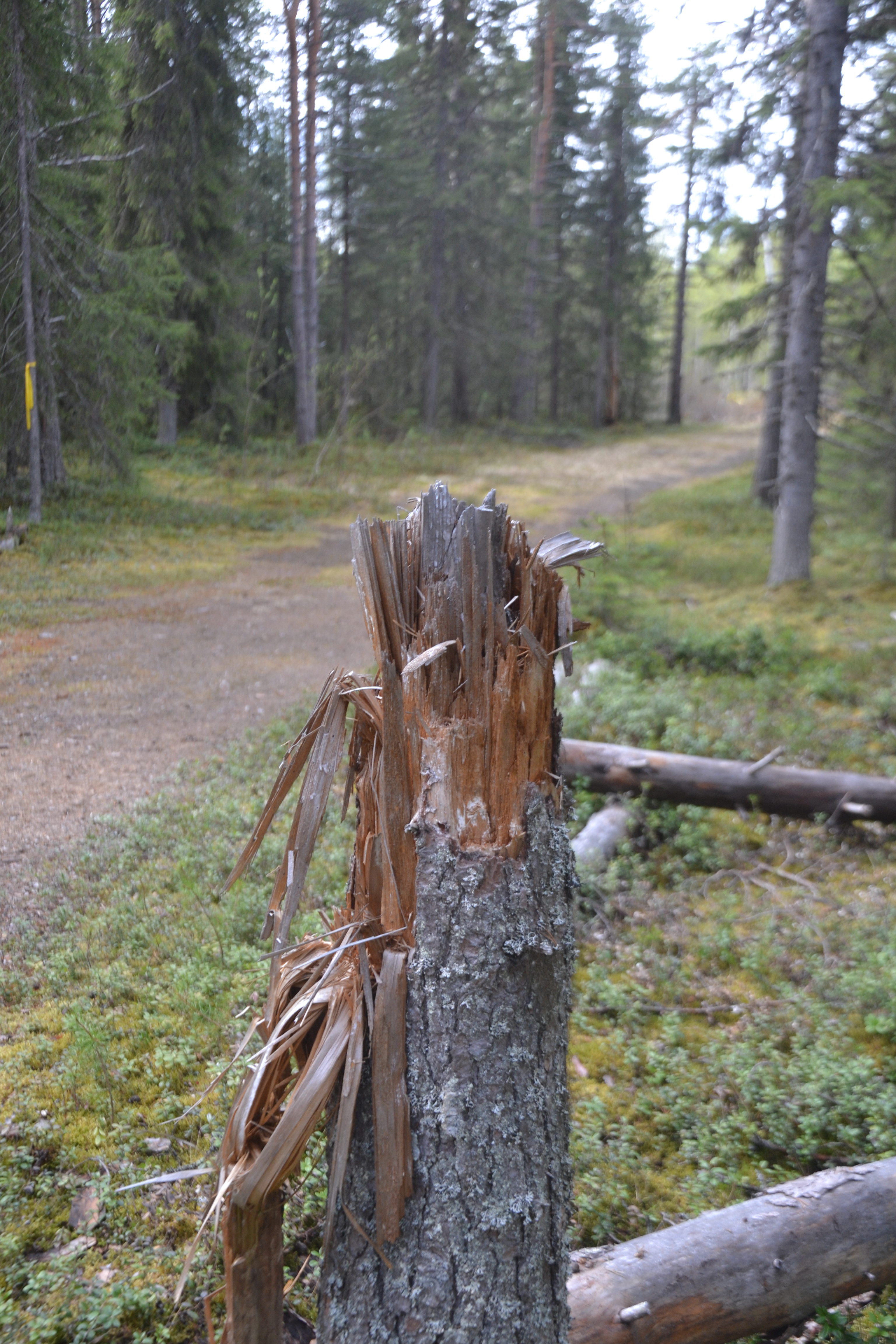 Huonokuntoiset puut jäävät kaatuessaan kannokoiksi metsiin