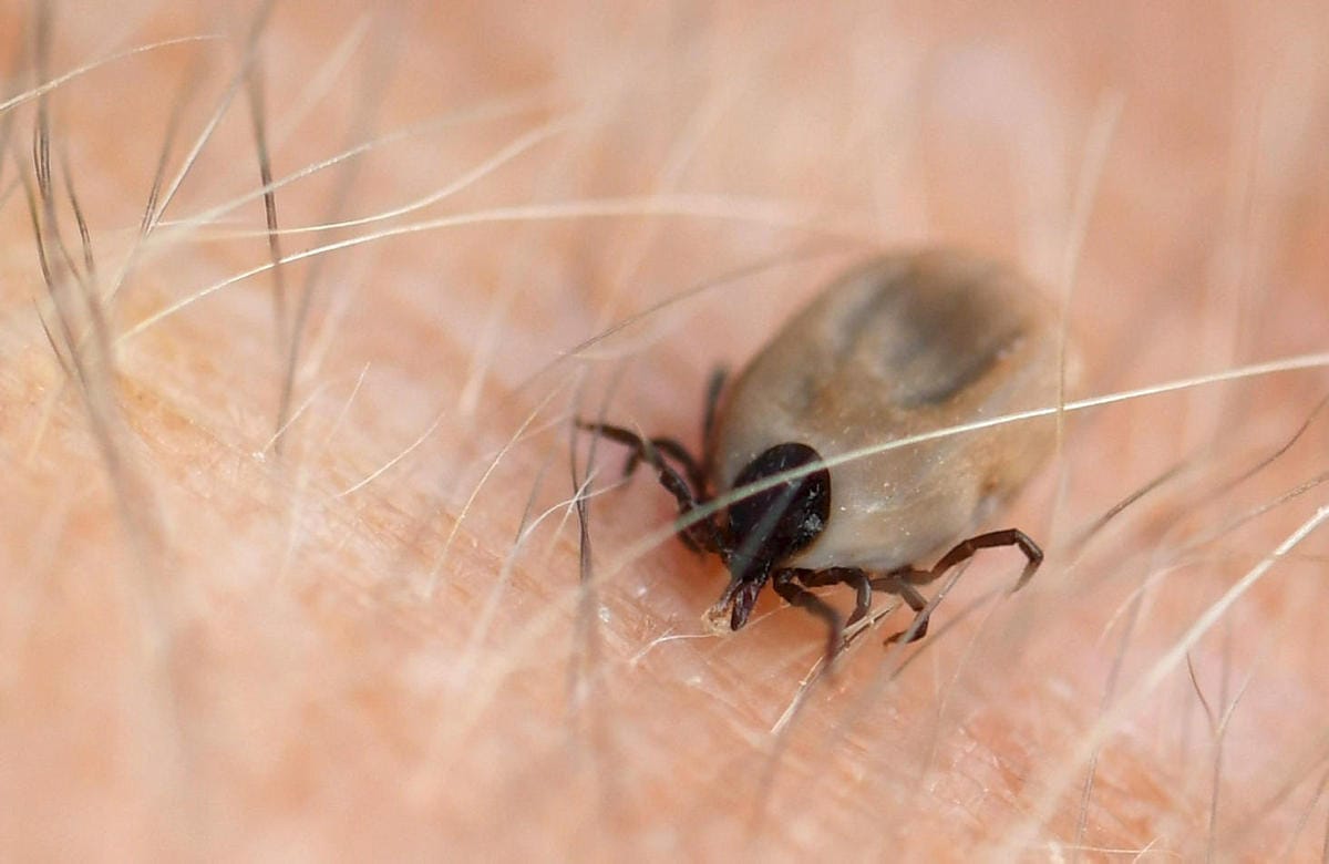 Puutiaisaivotulehdus tarttuu ihmisiin puutiaisista eli punkeista. LEHTIKUVA / Jussi Nukari