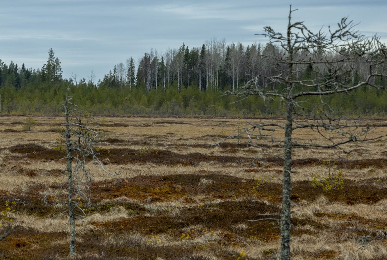 Nyt Susisuon ympäristössä on myös sekametsää.