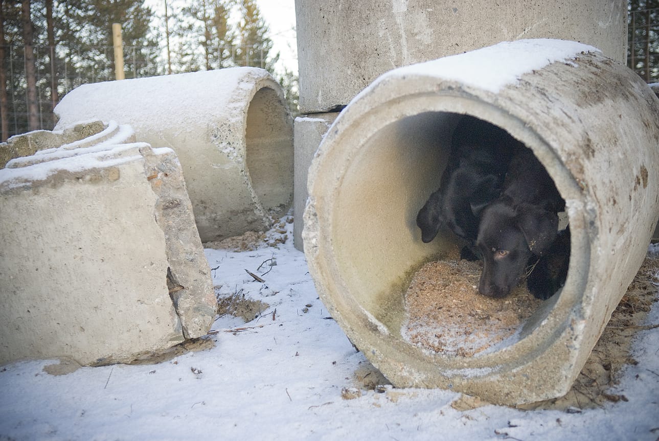 Labradorinnoutajat Moona ja Iines tutkivat innokkaina raunioradan ihmeellisyyksiä.