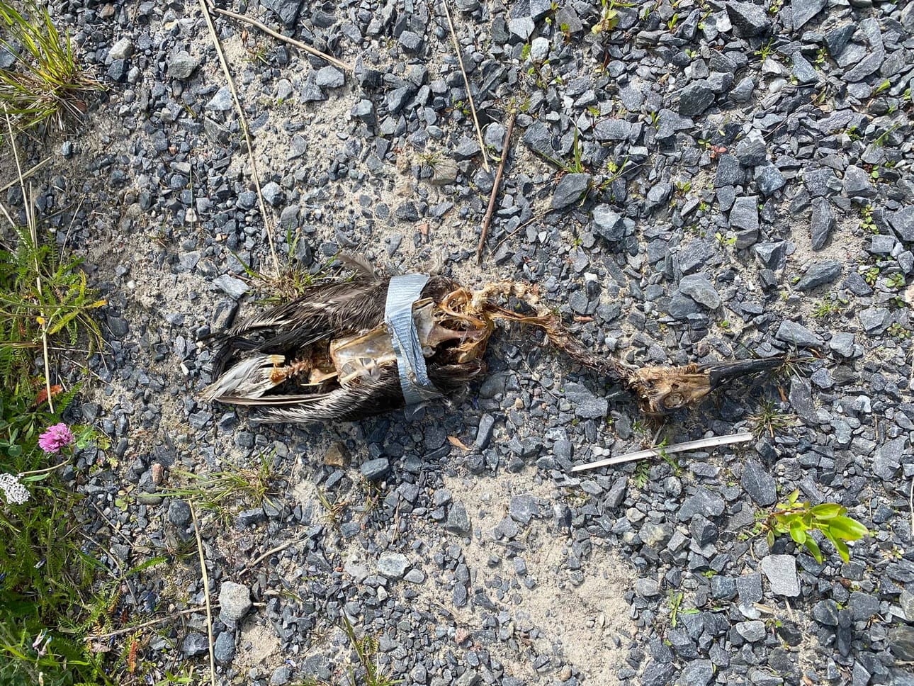 Tämä lintu löytyi keskiviikkona Pateniemenrannasta. Kyseessä on sorsalintu. Siitä, kuinka kauan lintu on ollut kuolleena, ei ole varmuutta.