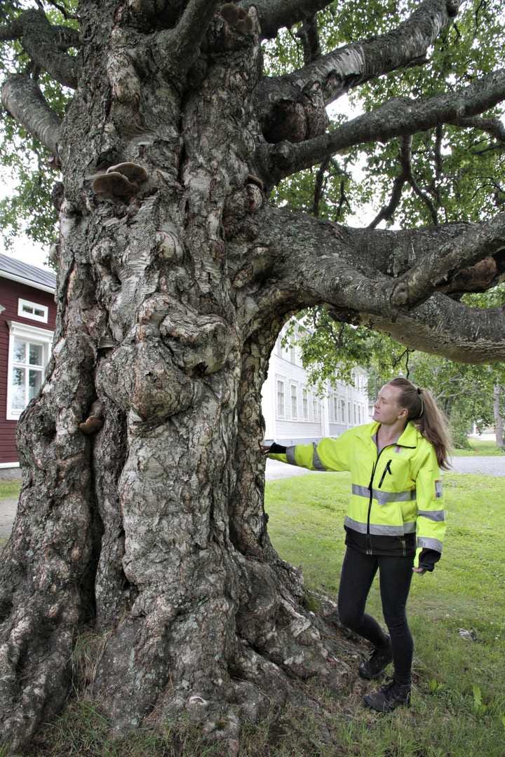 Tornion kaupungin puistomestari Henna Lauhikari ja vanha koivu.