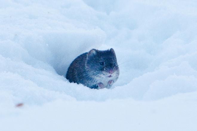 Puumala-virus leviää ainoastaan metsämyyrän (kuvassa) mukana. Siksi muut myyrälajit tai hiiret eivät lisää ihmiselle aiheutuvaa myyräkuumeriskiä. ARKISTOKUVA: PAULI JÄRVINEN