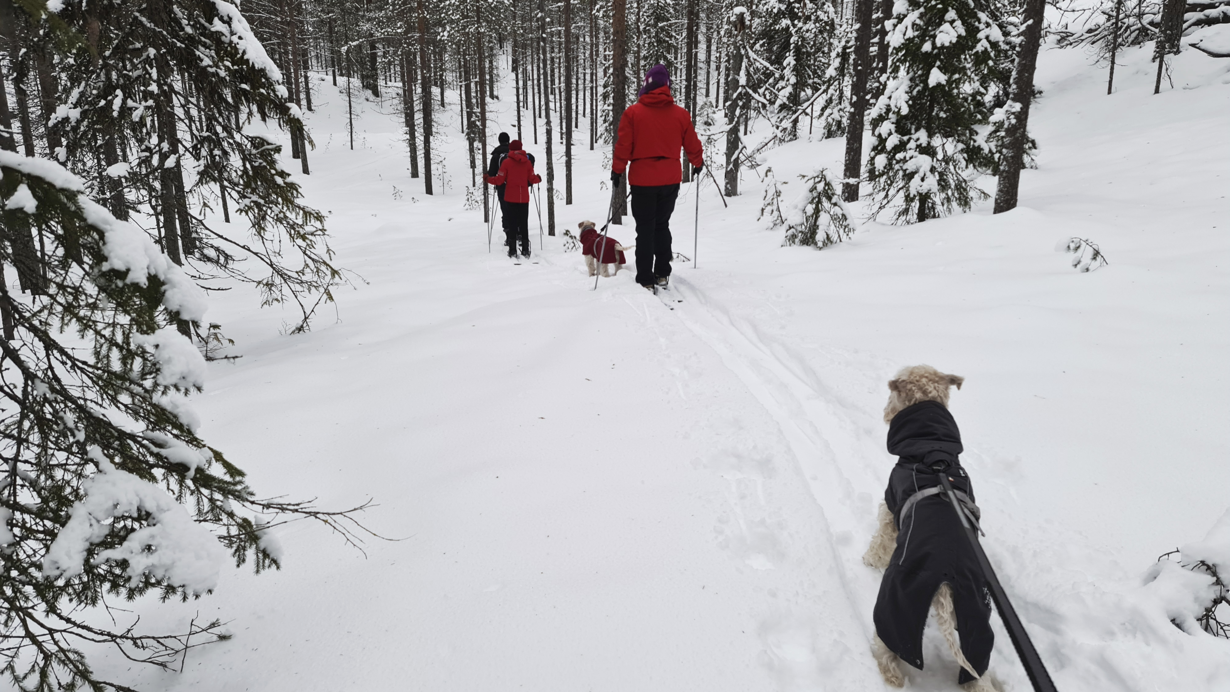 Matkailuvaltti Taivalkoskelle – Koirallisille hiihtäjille latuja: "Kokeilussa kaksi reittiä"