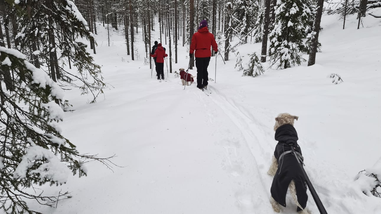 Yhä useammalla lomalaisella on mukanaan lemmikki. Koirat halutaan pitää mukana myös hiihtoreissuilla.