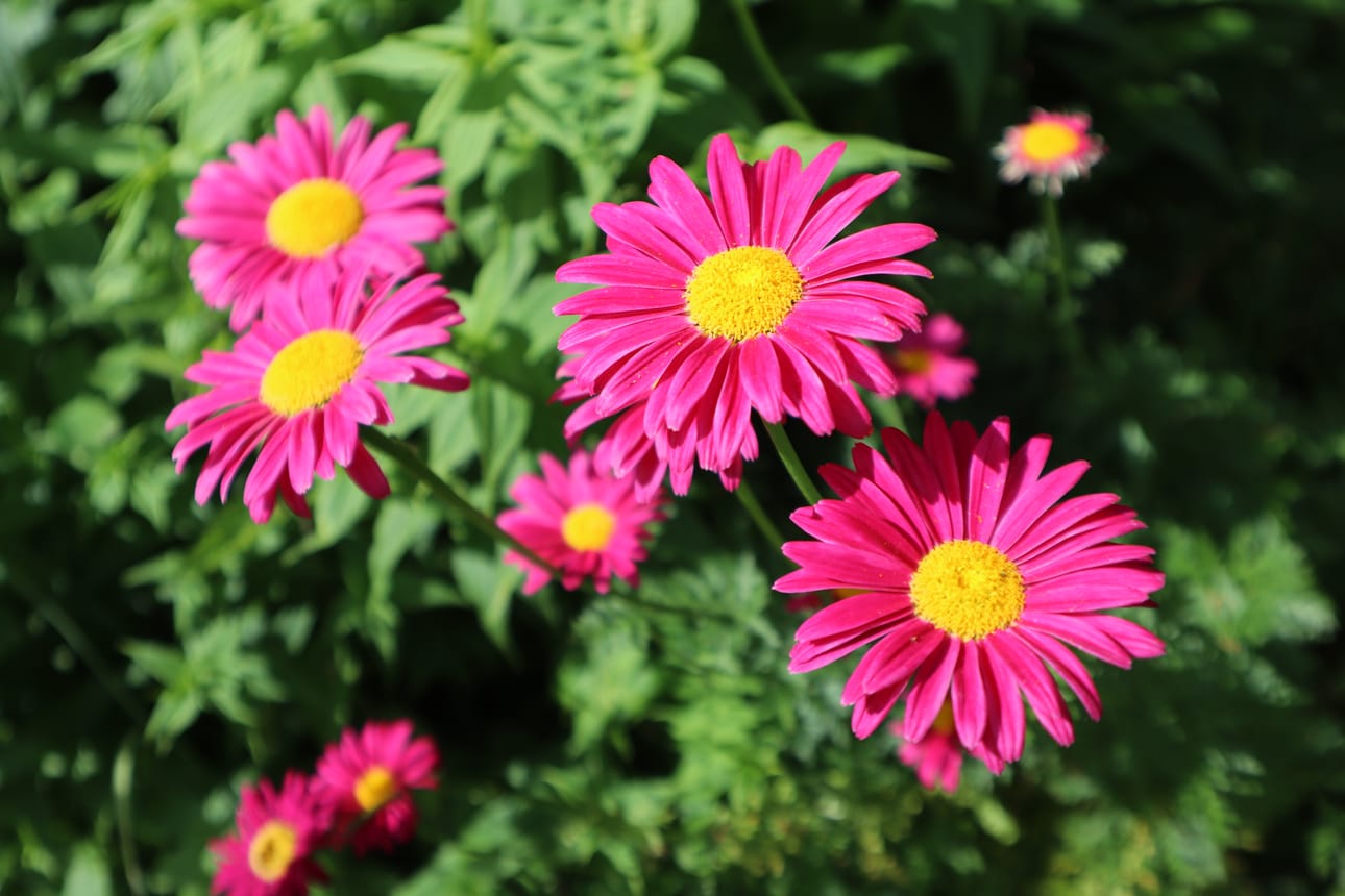 Punapietaryrtissä on Häggblomin pihalla kauniit värit.