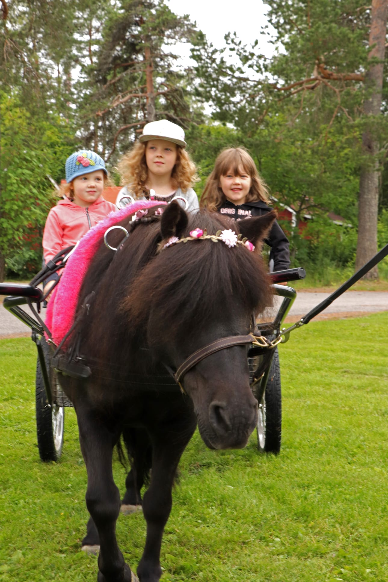 Shetlanninponi Päivi antoi kyytiä.