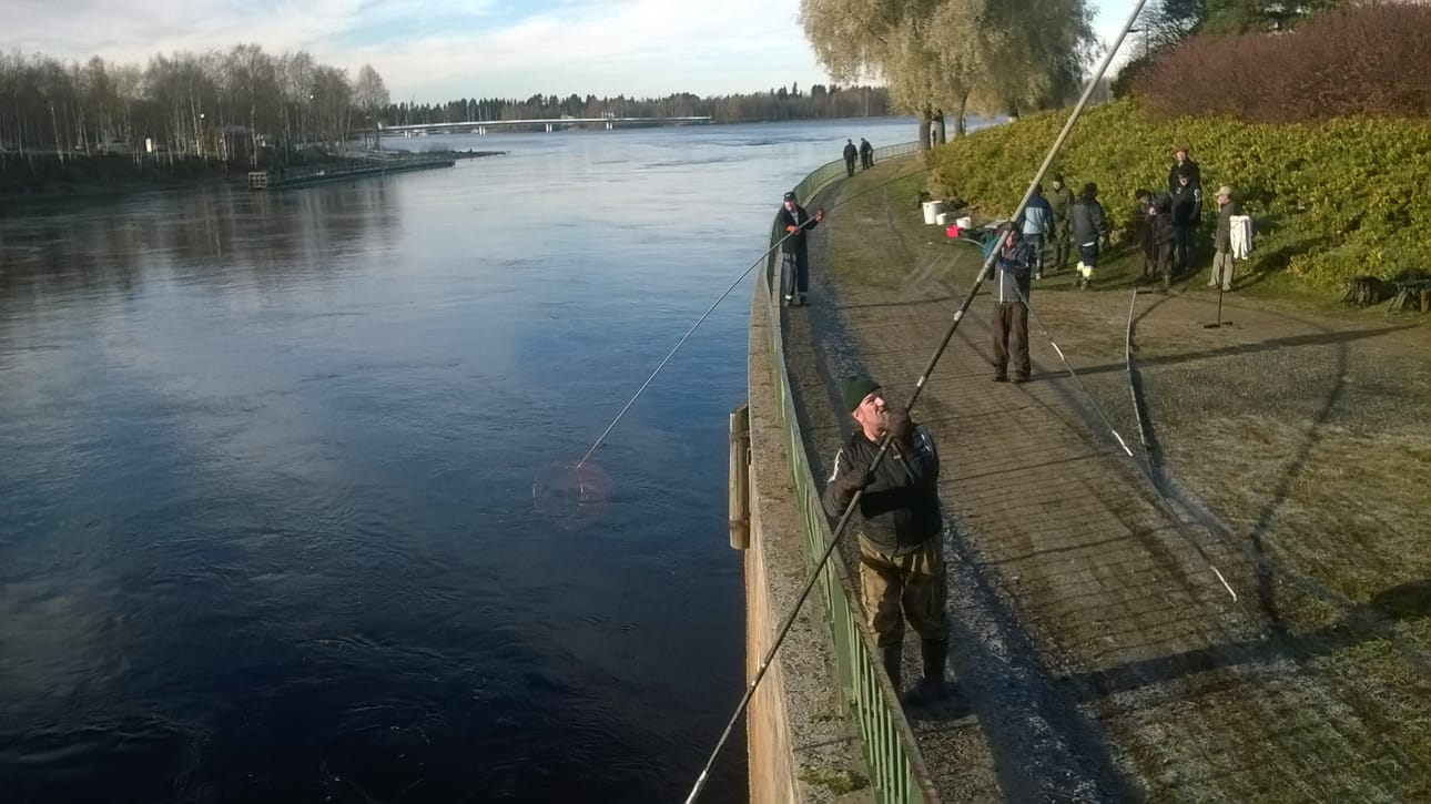 Lippoaminen on raskasta puuhaa. Luvan lisäksi touhuun pitää vuokrata lippo eli pitkän varren päässä oleva haavi.