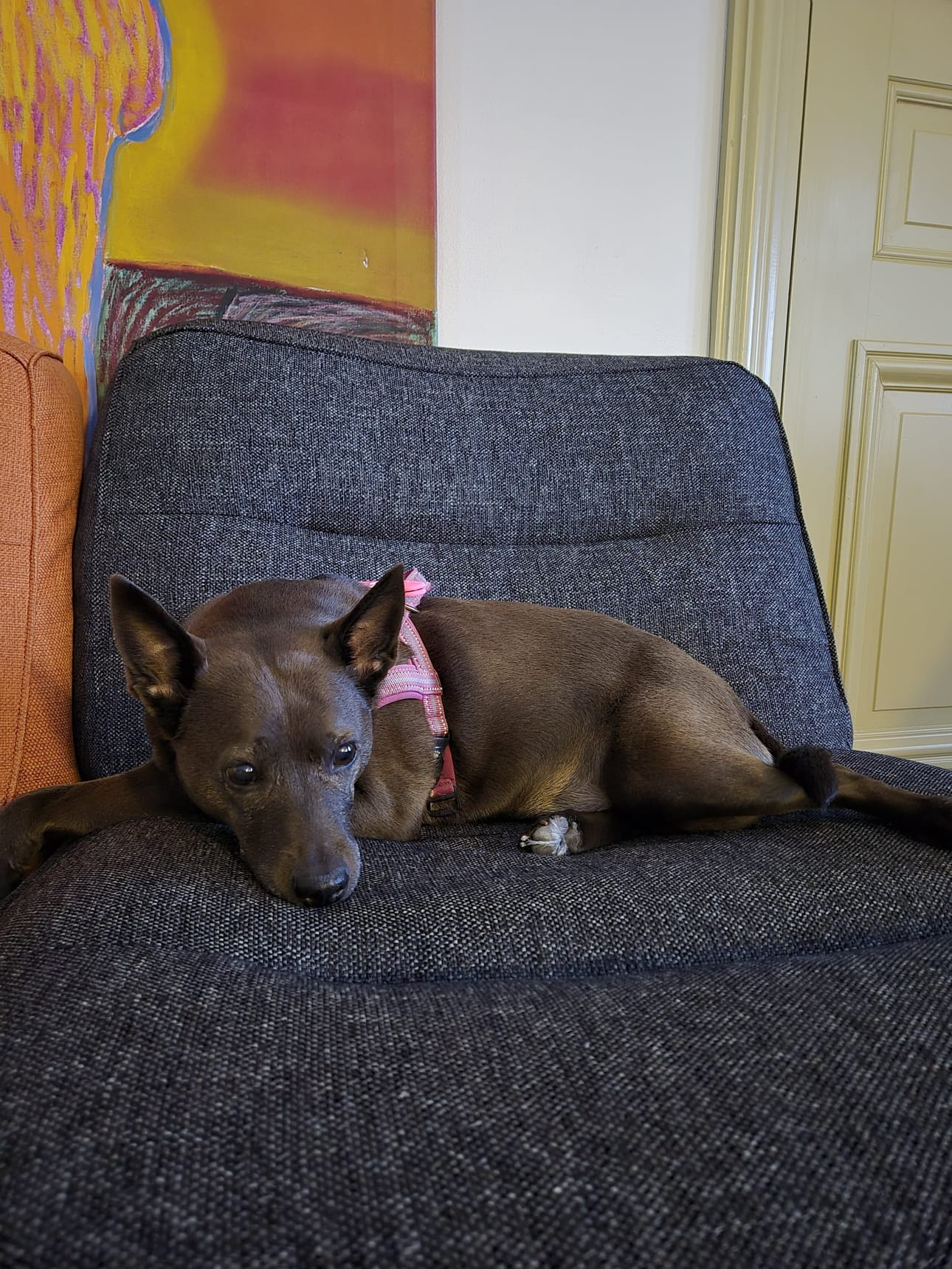 Myös Jessica Impolan Heta-koira on tuttu näky niin nuorisopalveluiden toimistolla kuin nuokkarillakin.