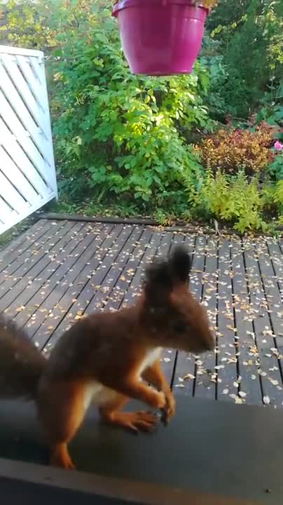 Waltsu-orava haluaa lisää pähkinöitä