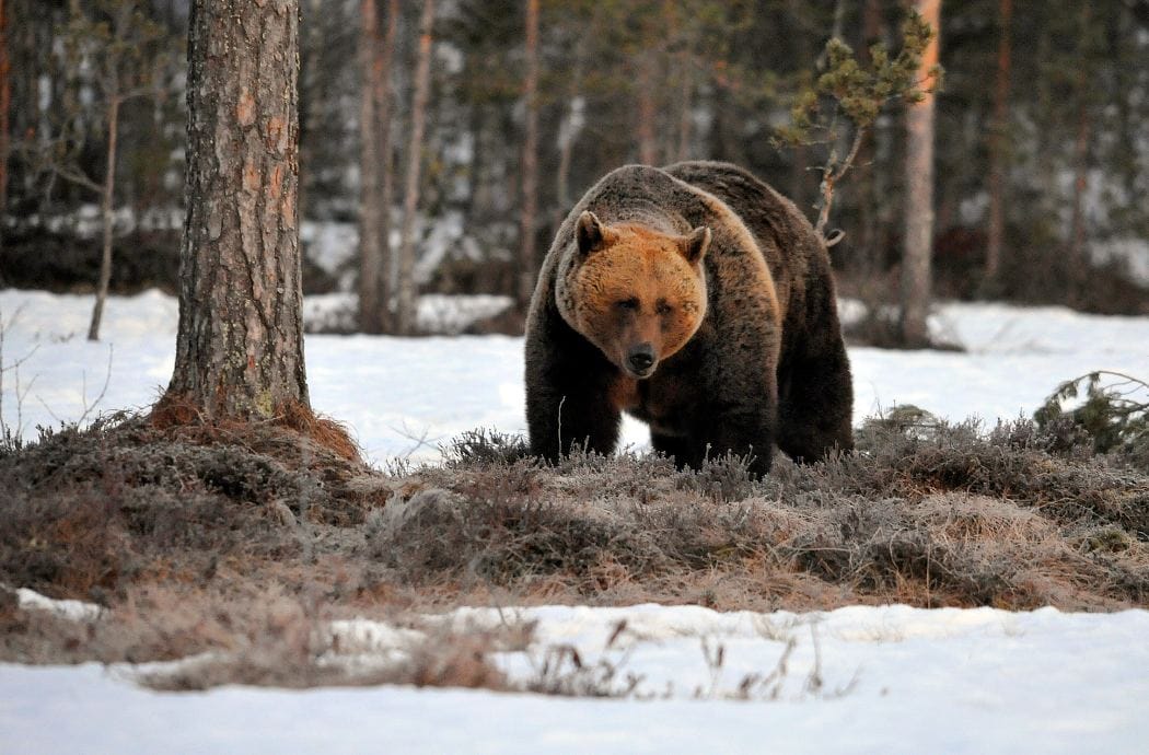 Suurpedot kykenevät haastamaan ihmisen ylläpitämiä yhteiskunnallisia järjestelmiä, kuten jätehuoltoa, metsästyskäytäntöjä ja lainsäädäntöä.