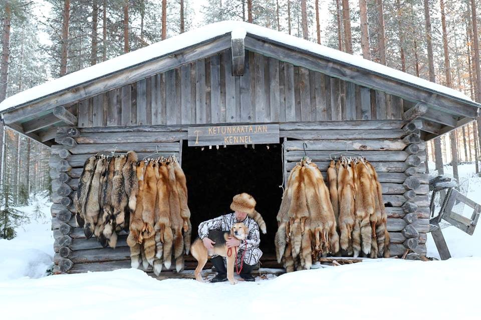 Ketunkaatajan Kennelin kokenut ketunpyytäjä Rauno Ronkainen ja seinällä pino ketunnahkoja.