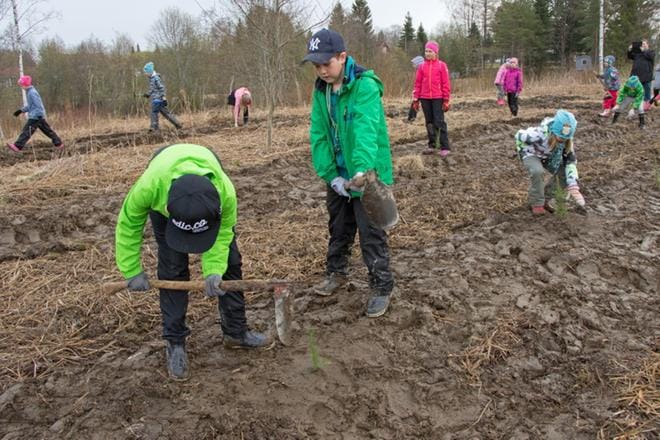 Arttu Vesala ja Joonas Land kuokkivat luokkatoveriensa kanssa antaumuksella maata ja painoivat peltoon pieniä kuusentaimia. KUVAT: AUNE WARONEN
