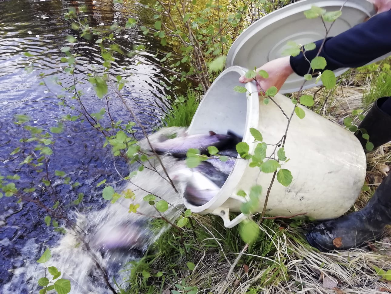 Teuvo Karhu saattelee puolentoista kiloisia kirjolohia Tyrnävänjokeen tai Ängeslevänjokeen.