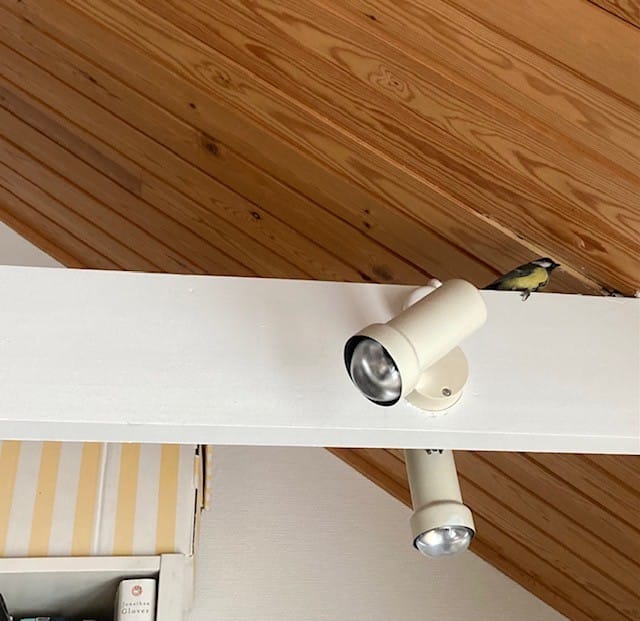 Kuvan talitintti tuli ensin lasitetulle parvekkeelle, josta se lensi sisätiloihin.