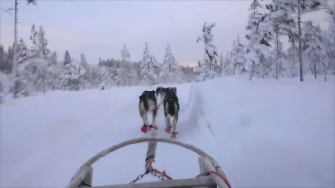 Huskyien kyydissä.